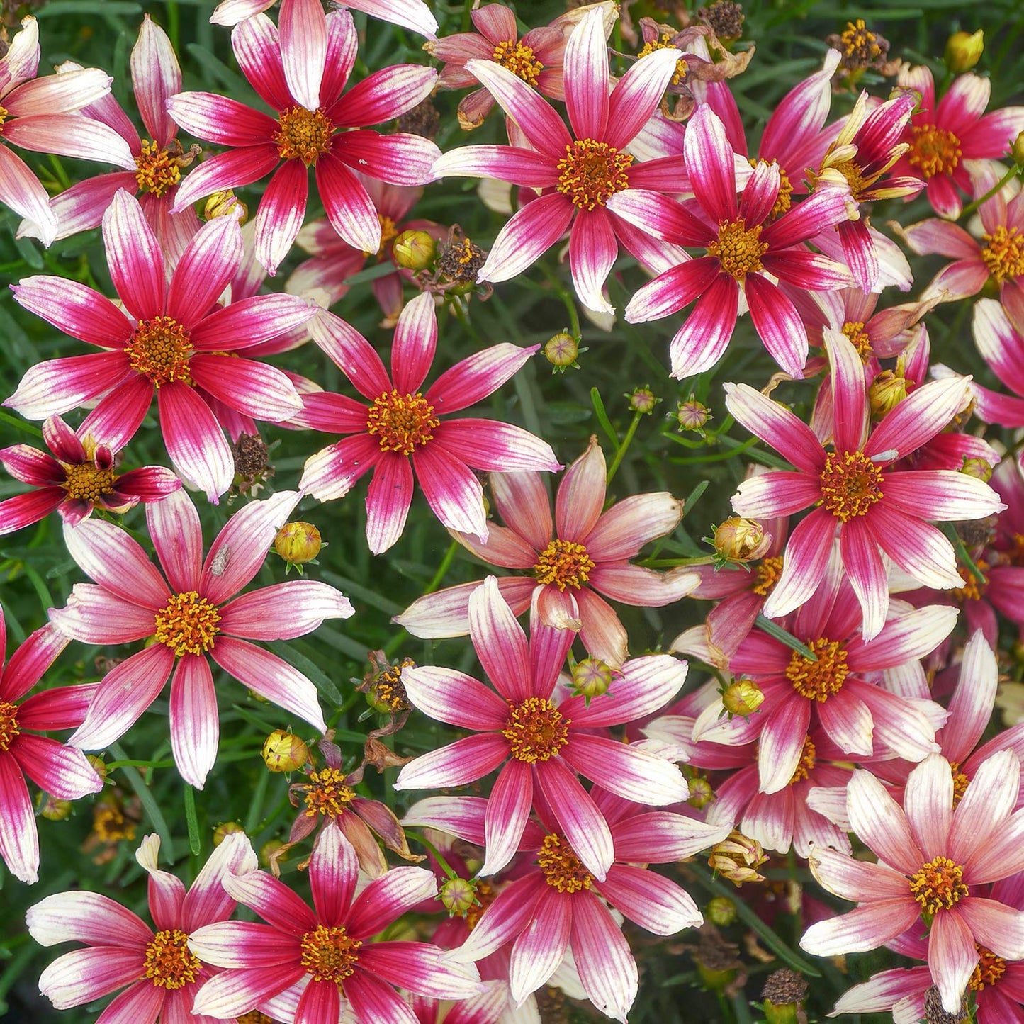 Coreopsis 'Sunstar Rose'