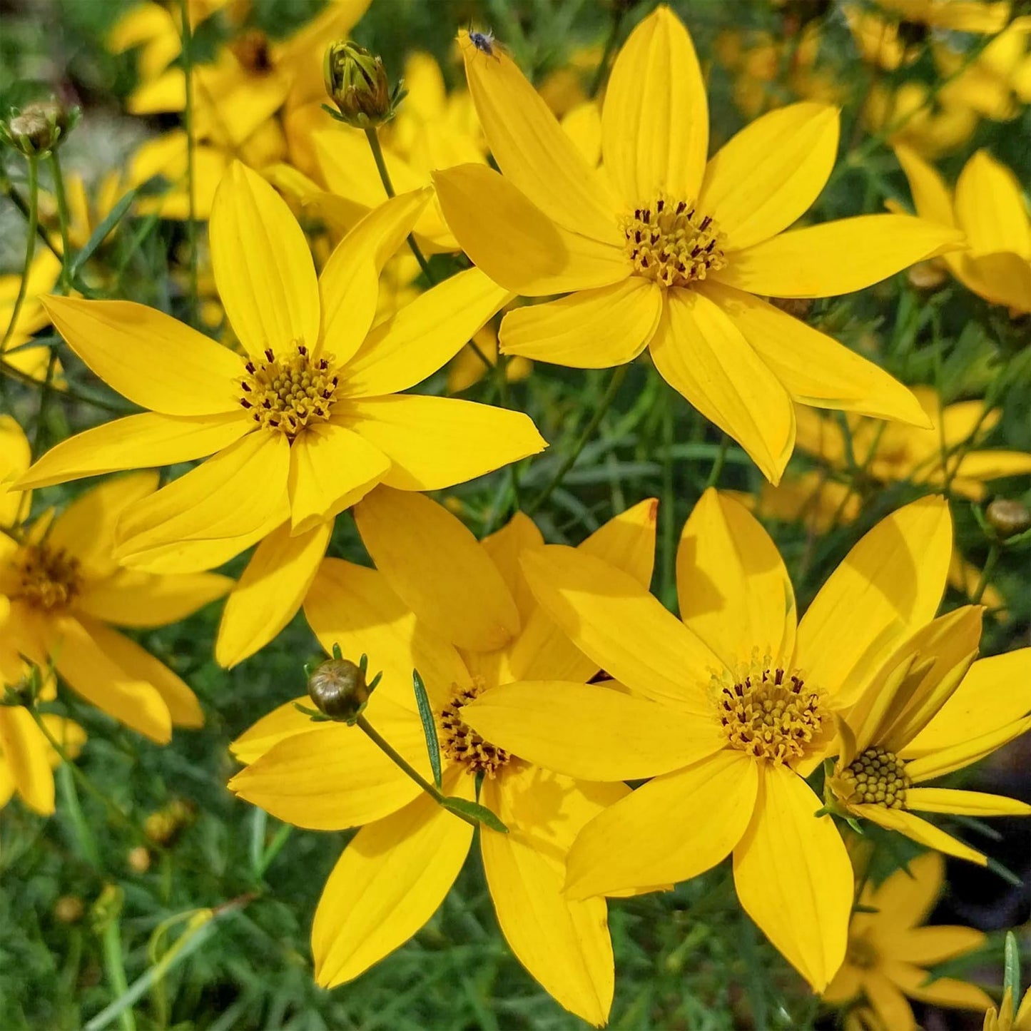 Coreopsis verticillata 'Zagreb'