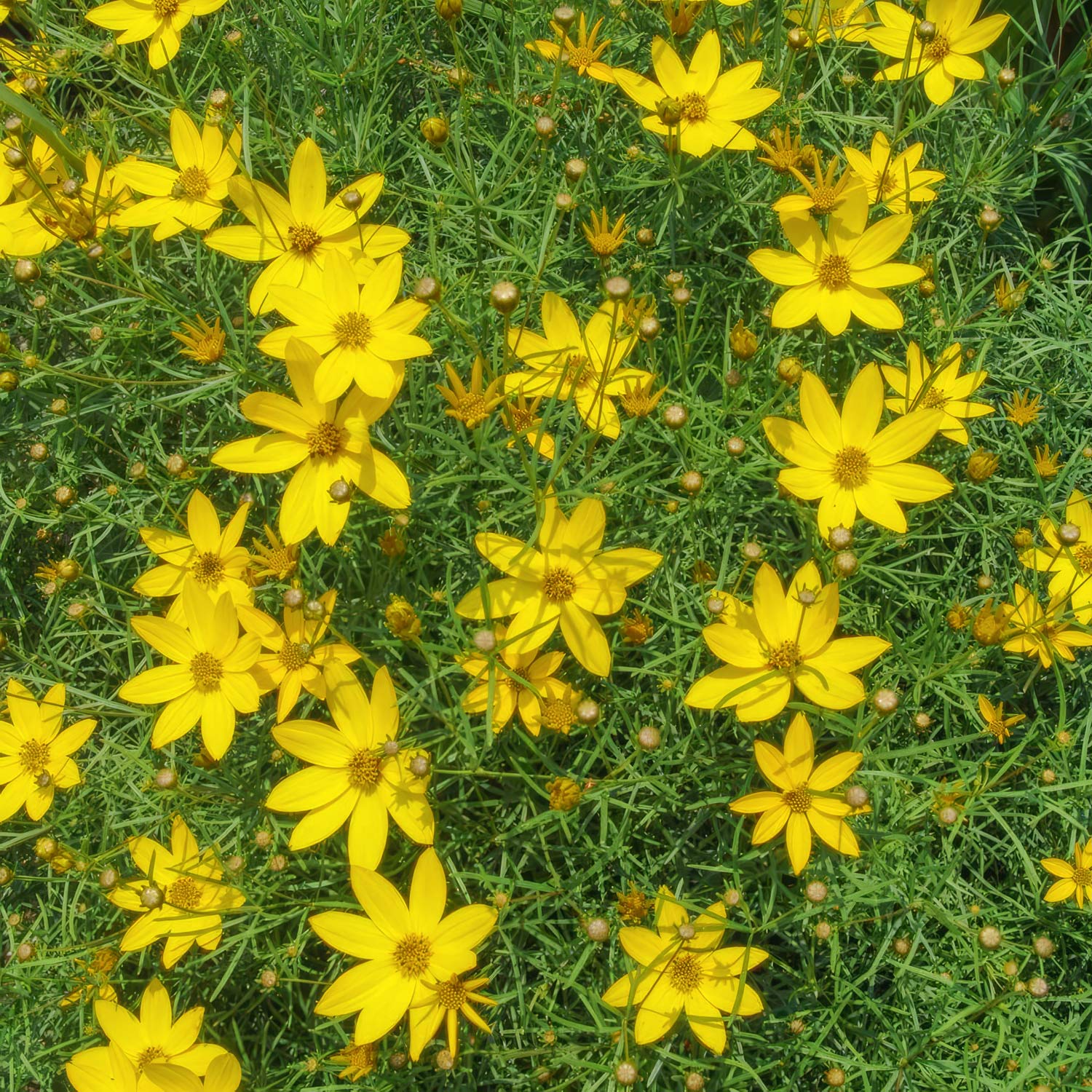 Coreopsis verticillata 'Zagreb'