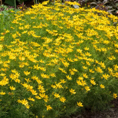 Coreopsis verticillata 'Zagreb'