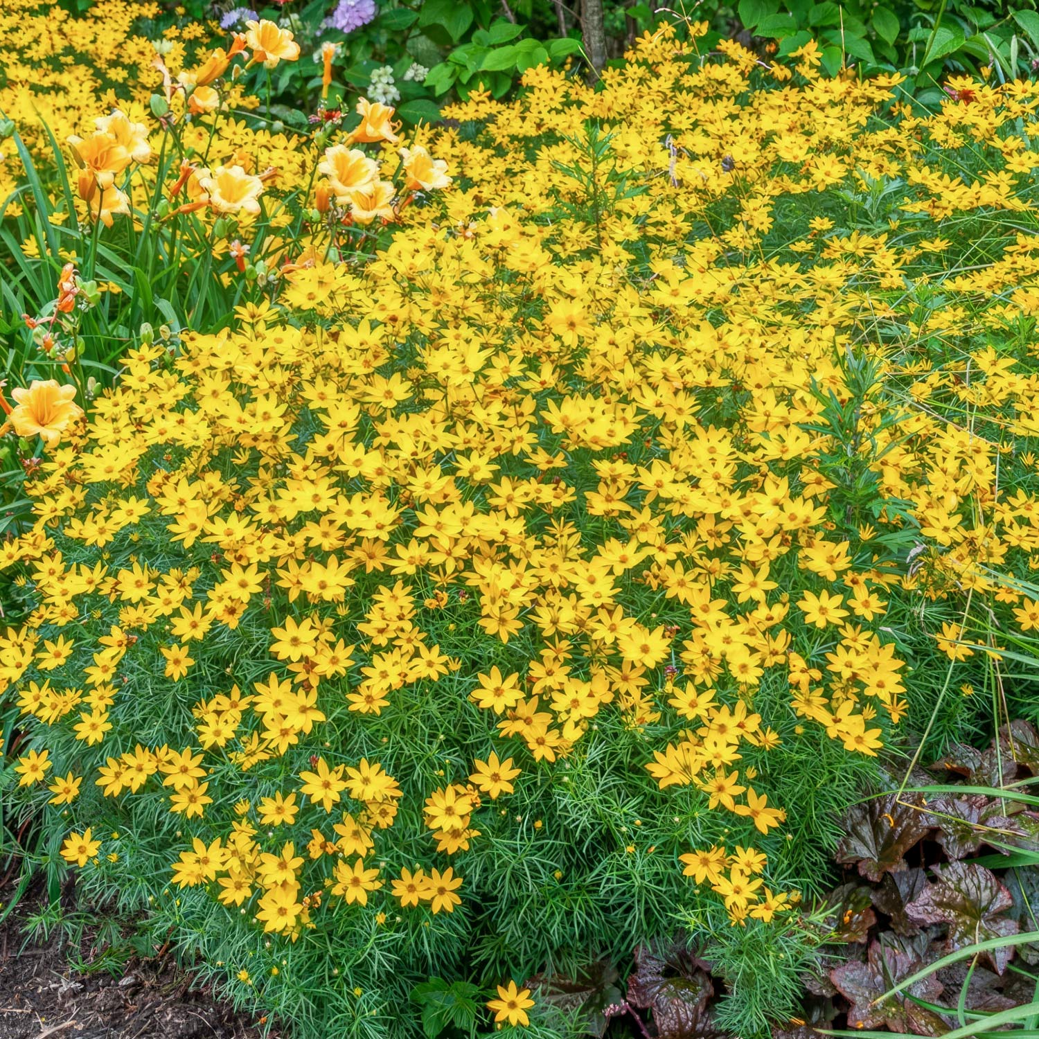 Coreopsis verticillata 'Zagreb'