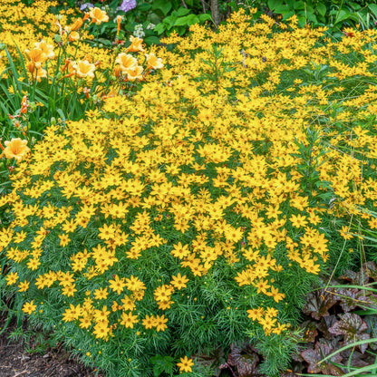 Coreopsis verticillata 'Zagreb'