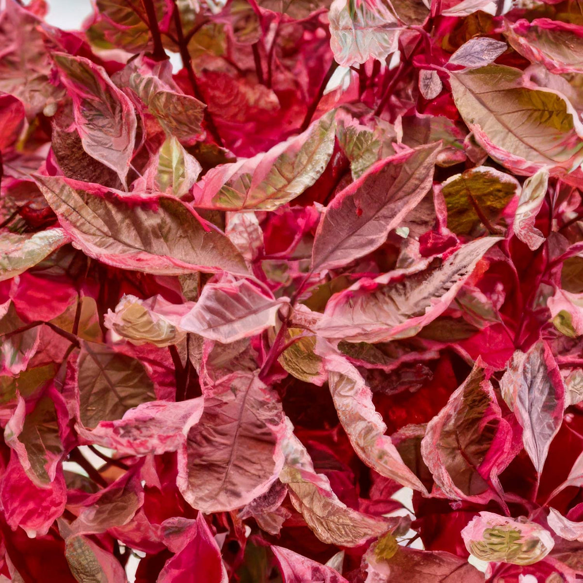Cornus alba 'Miracle'. Close-up of variegated red and pink ornamental plant foliage 
