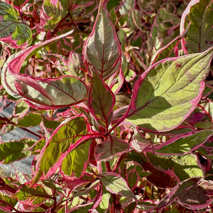 Cornus alba 'Miracle'. Close-up of a variegated ornamental plant with green leaves outlined in pink and red, filling the frame.