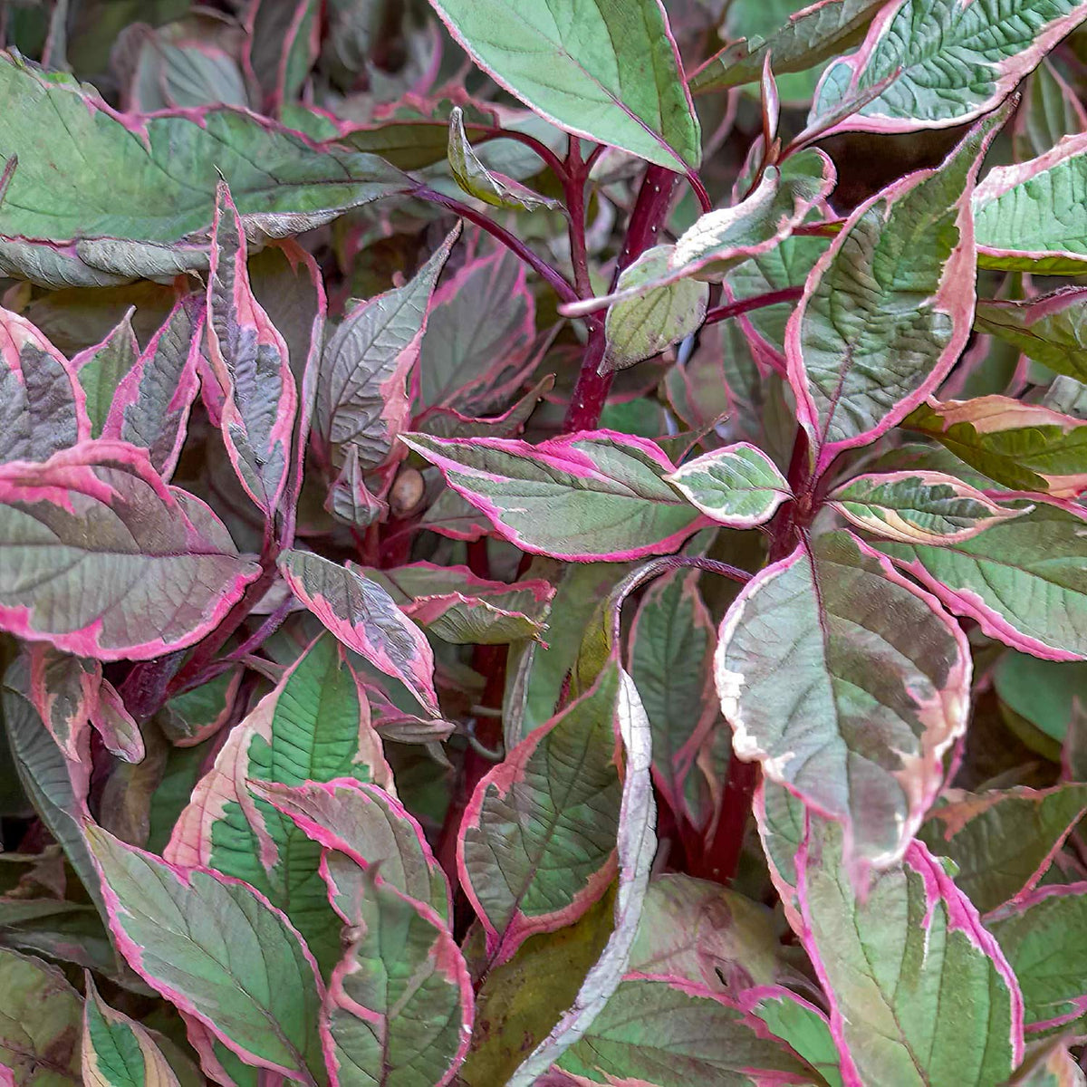 Cornus alba 'Miracle'. Close-up of a variegated ornamental plant with green leaves outlined in pink and red, filling the frame.