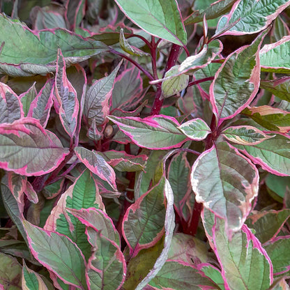 Cornus alba 'Miracle'. Close-up of a variegated ornamental plant with green leaves outlined in pink and red, filling the frame.