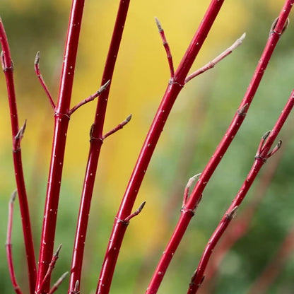 Cornus alba 'Miracle' stems. Close-up of bright red decorative stems with small buds, set against a softly blurred yellow and green background.