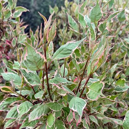 Cornus alba 'Miracle'. Close-up of a variegated leafy plant with green leaves and pinkish-red margins, growing in a dense bush.