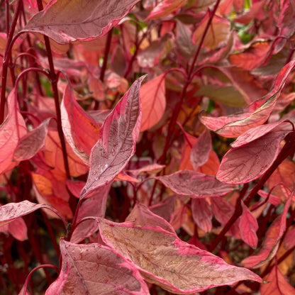Cornus alba 'Miracle'. Close-up of ornamental red foliage with pink and burgundy leaves and stems, filling the frame.