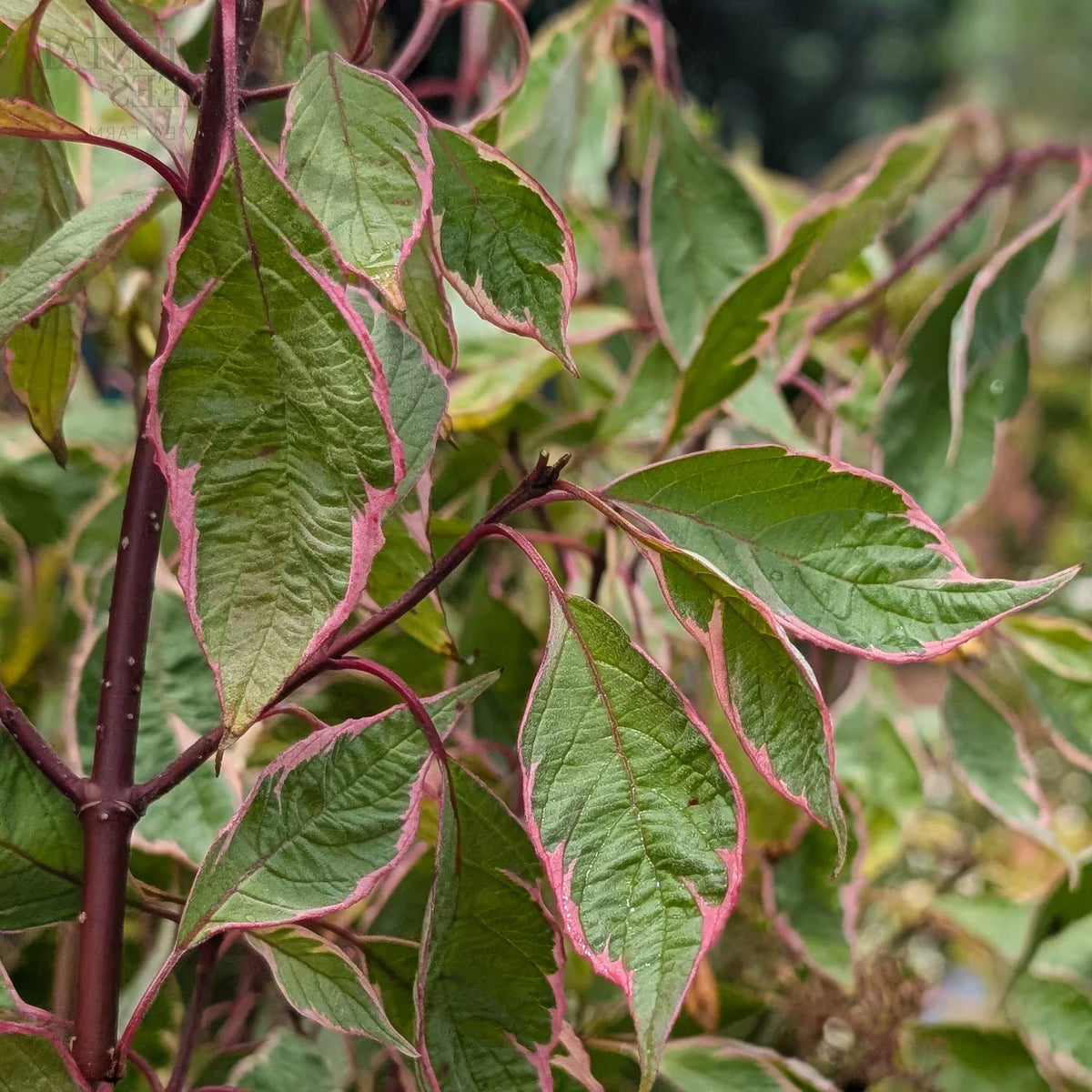 Cornus alba 'Miracle'. Close-up of variegated green and red ornamental plant leaves with reddish-purple stems in a garden setting.