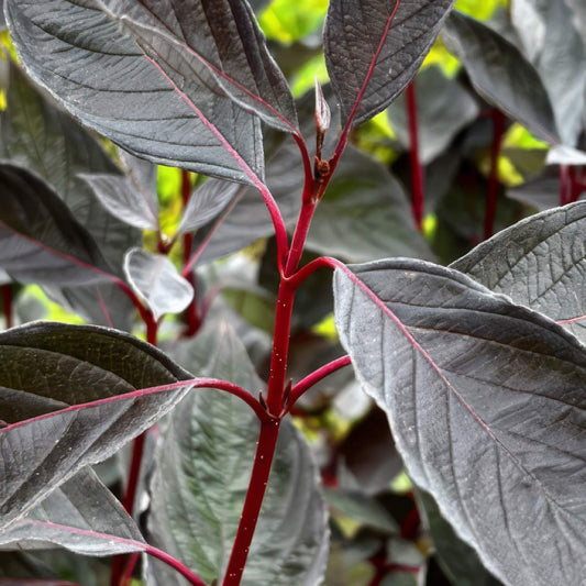 Cornus alba 'Nightfall'