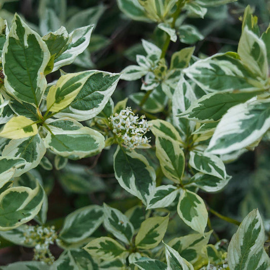 Cornus sericea 'White Gold'