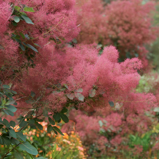 Cotinus 'Candy Floss'. Pink smoke bush with green leaves in a garden setting