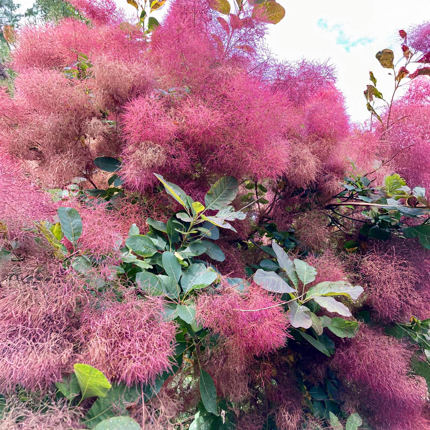Cotinus coggygria 'Ruby Glow' (Smoke Bush) – Barnsdale Gardens