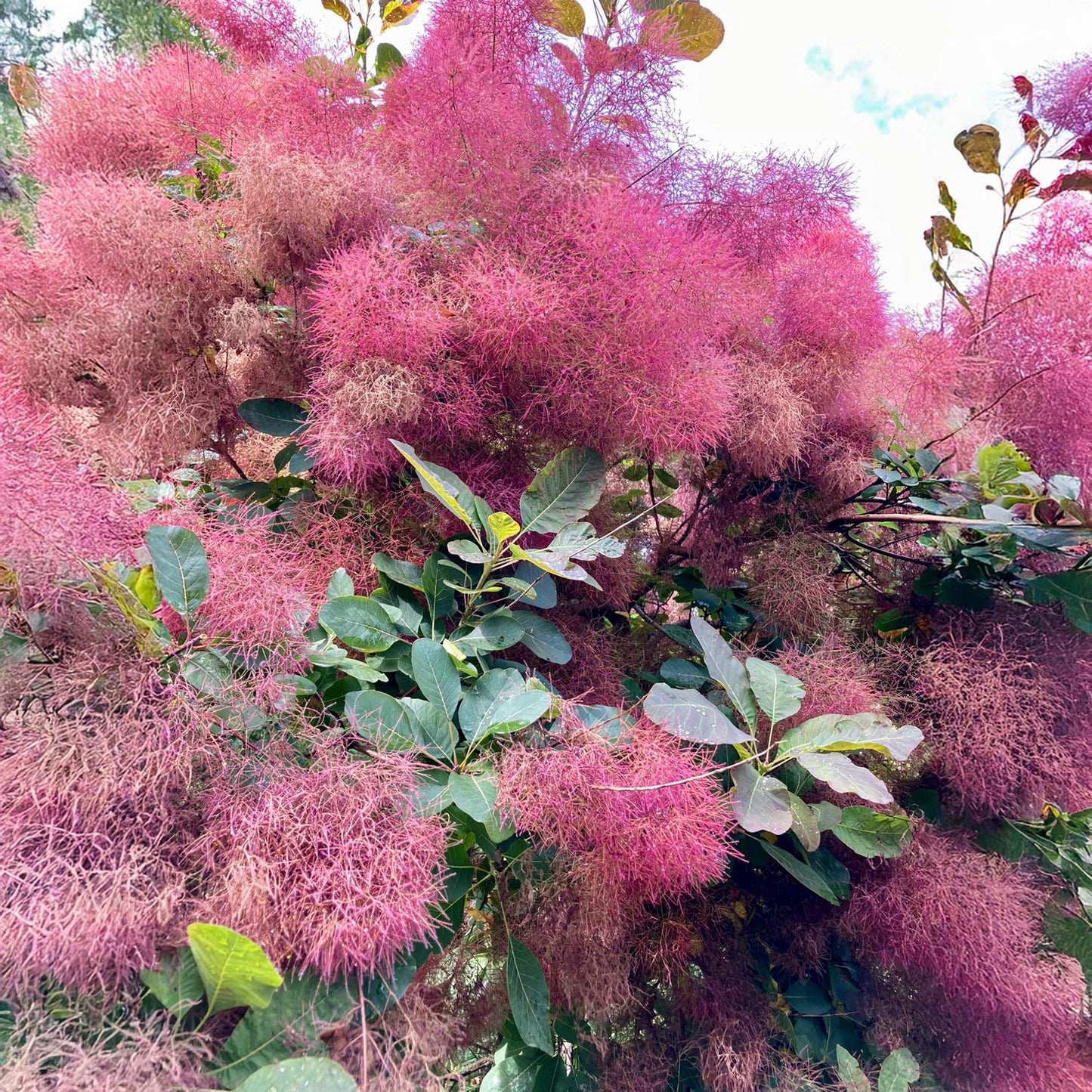 Cotinus coggygria 'Ruby Glow'