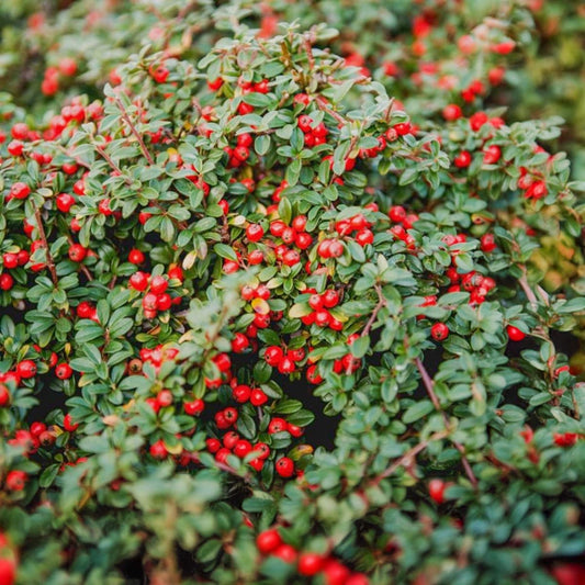 Cotoneaster procumbens 'Queen of Carpets'