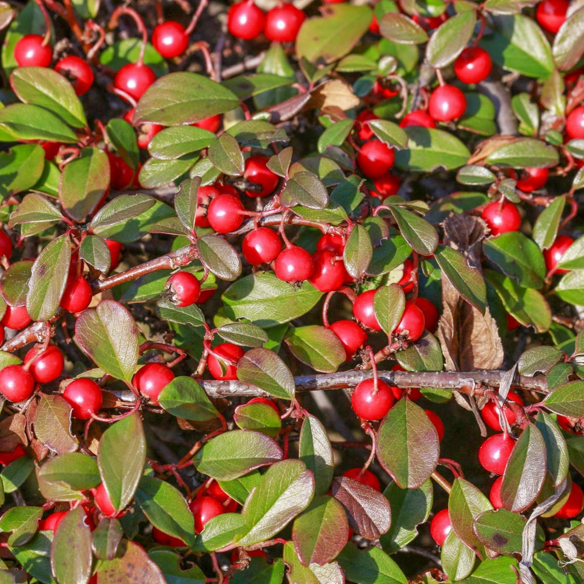 Cotoneaster procumbens 'Queen of Carpets'