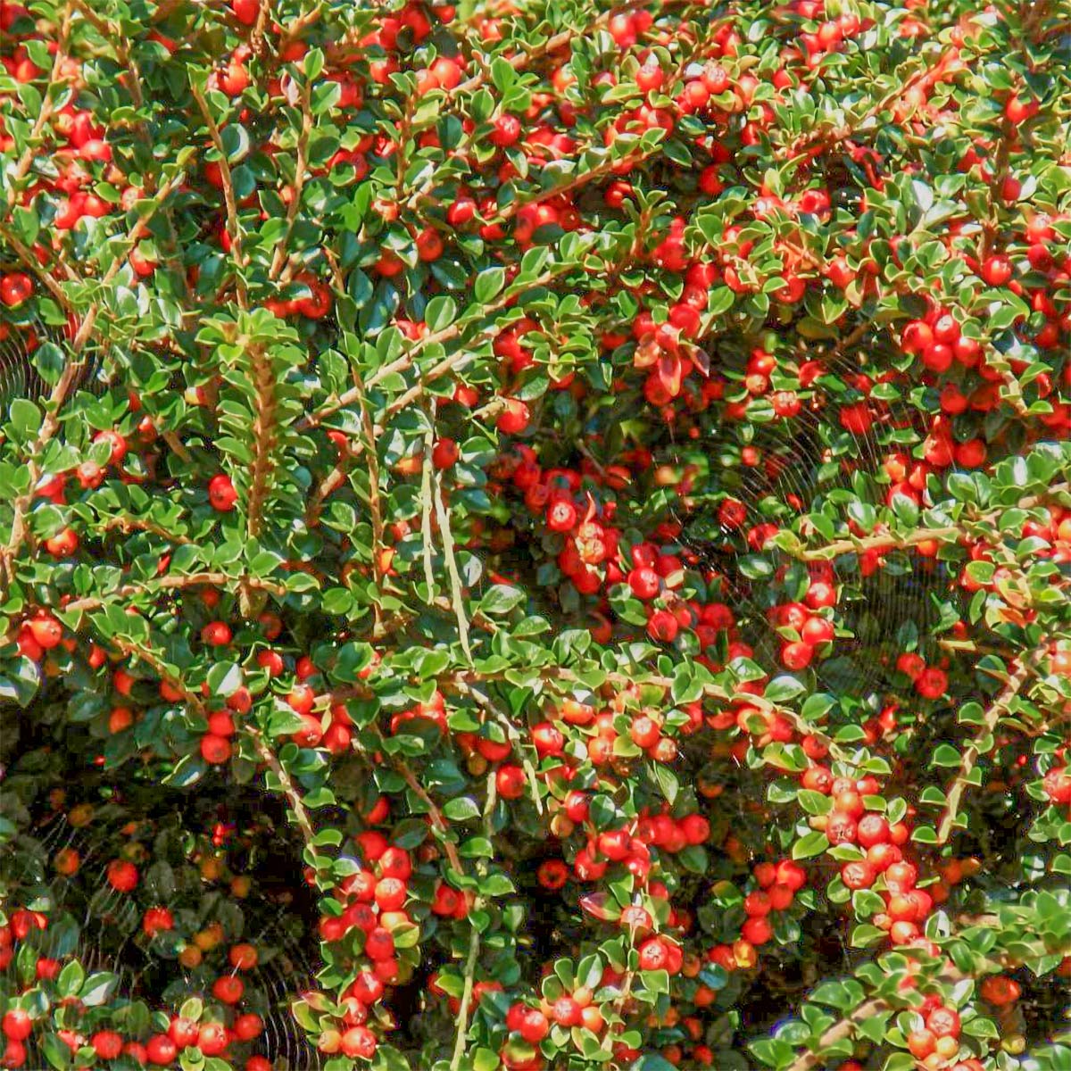 Cotoneaster procumbens 'Queen of Carpets'