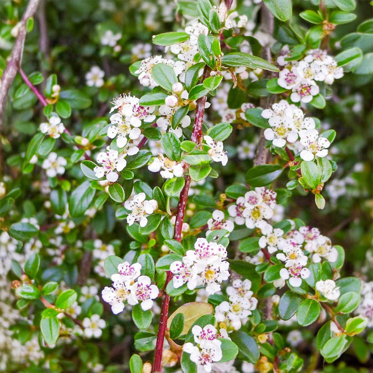 Cotoneaster procumbens 'Queen of Carpets'