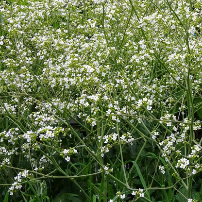 Crambe cordifolia