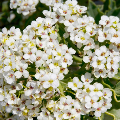 Crambe cordifolia