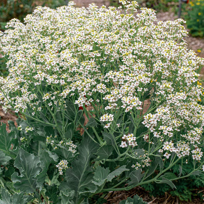 Crambe maritima