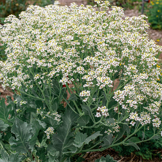 Crambe maritima