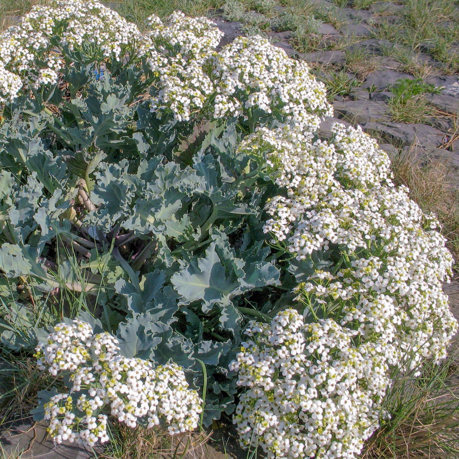 Crambe maritima