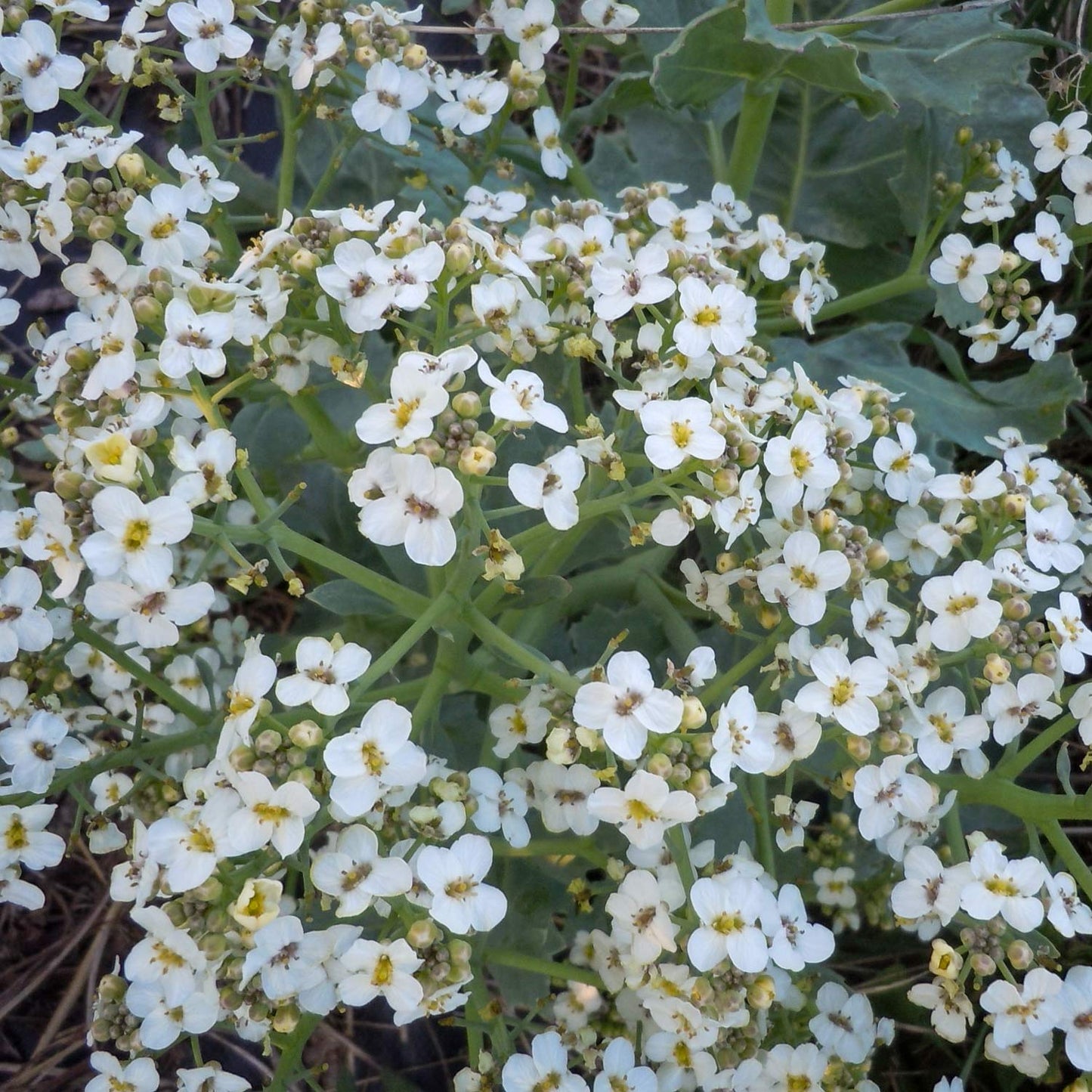 Crambe maritima