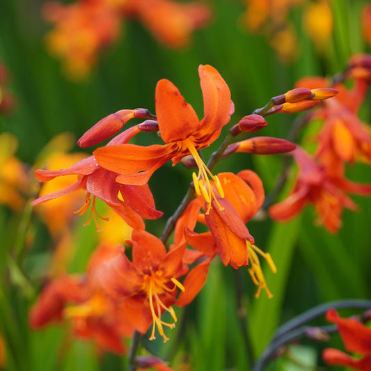 Crocosmia 'Babylon'