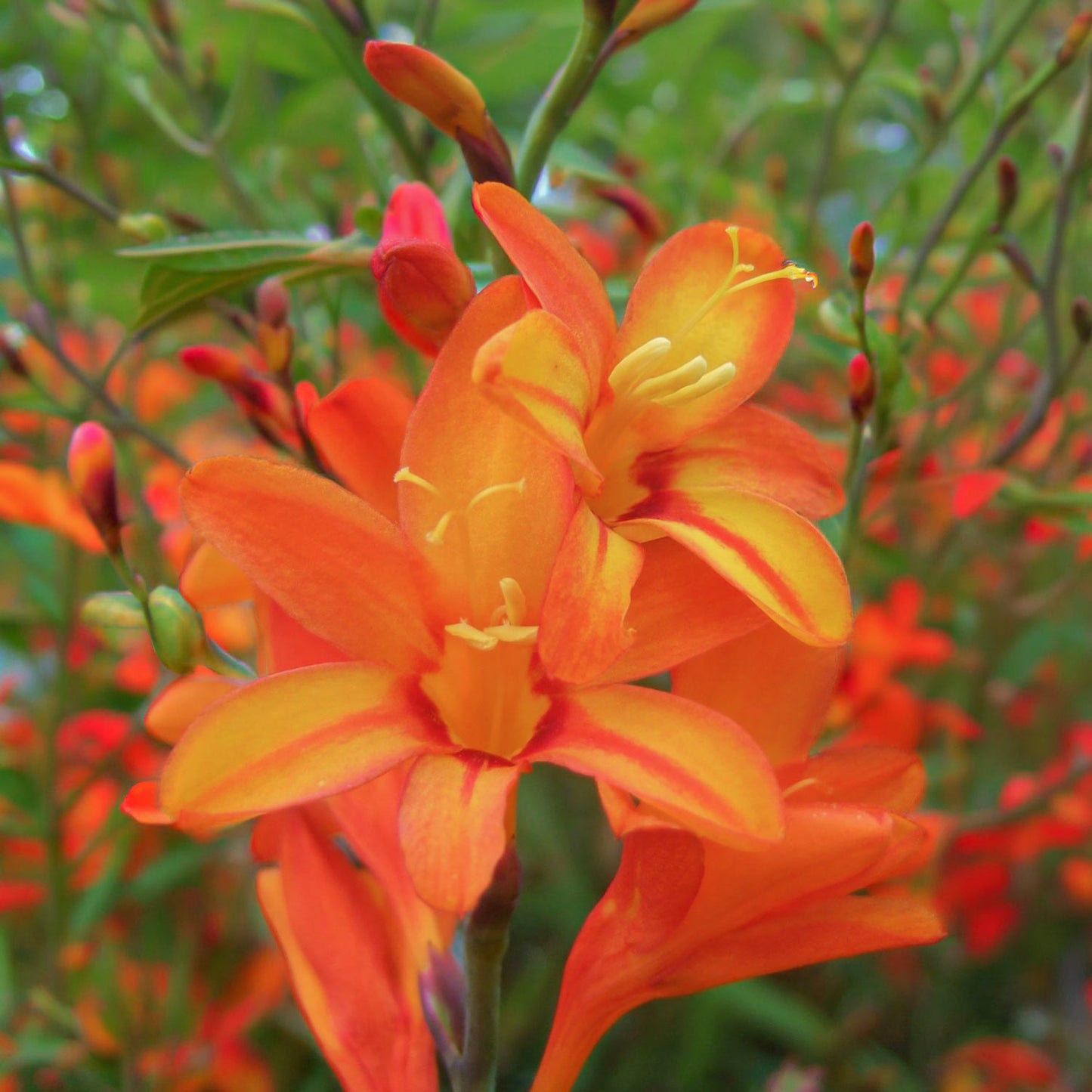 Crocosmia × crocosmiiflora 'Fire Jumper'