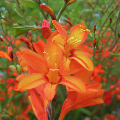 Crocosmia × crocosmiiflora 'Fire Jumper'