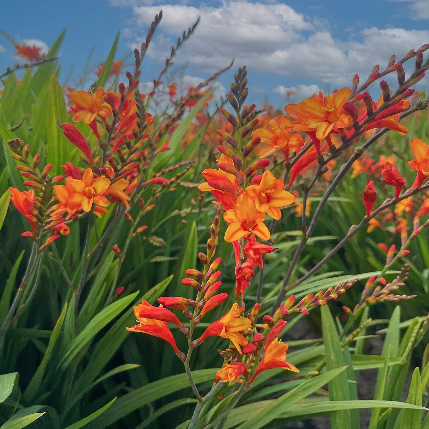 Crocosmia × crocosmiiflora 'Fire Jumper'