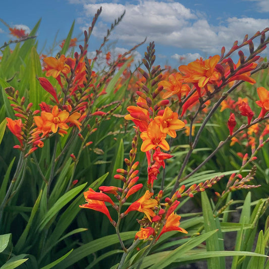 Crocosmia × crocosmiiflora 'Fire Jumper'