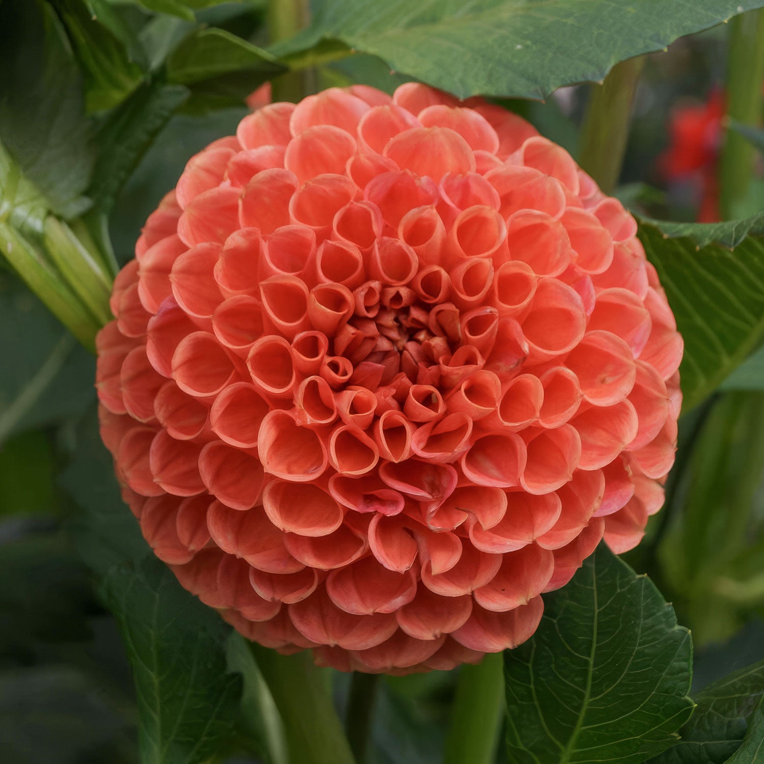 Dahlia 'Cornel Brons'