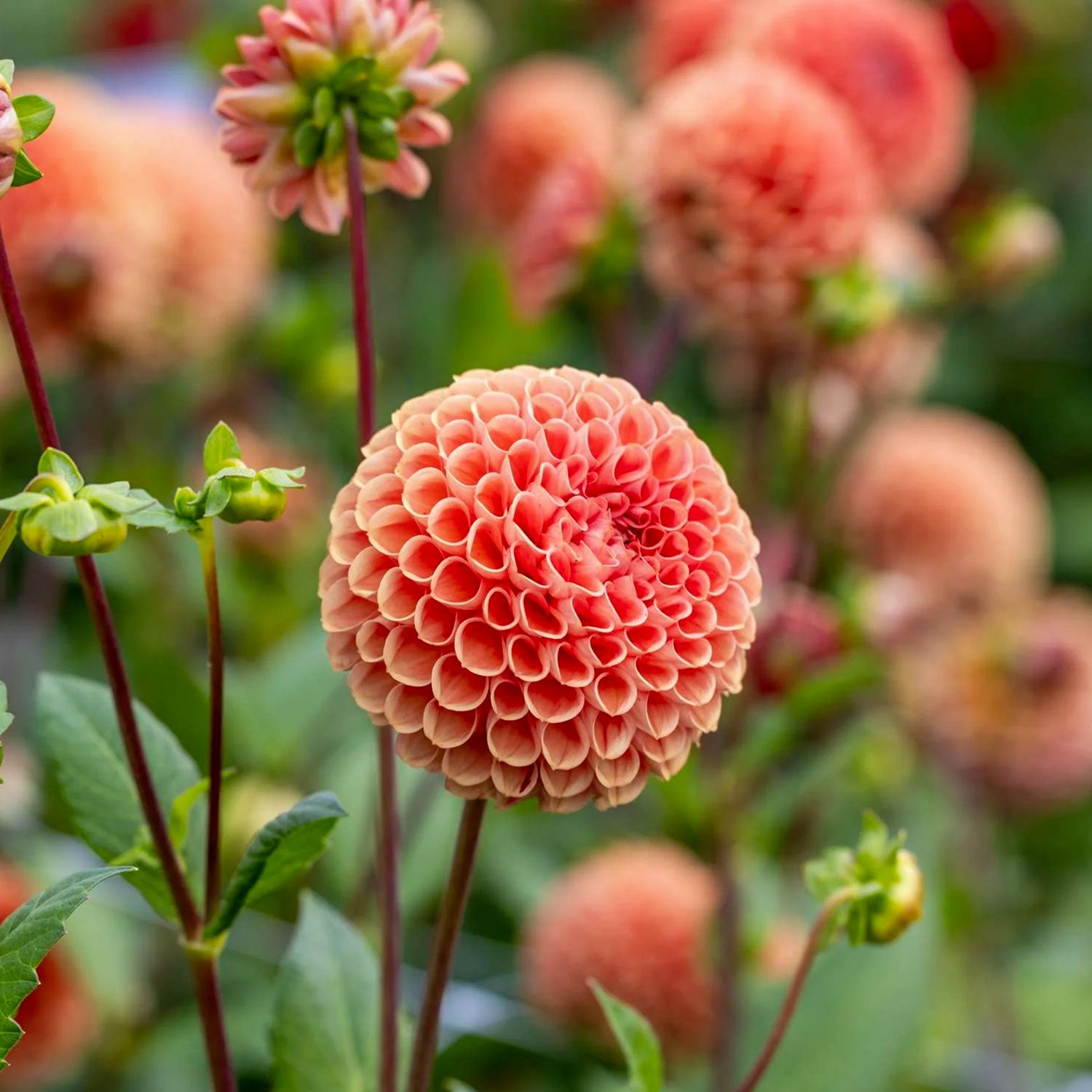 Dahlia 'Cornel Brons'