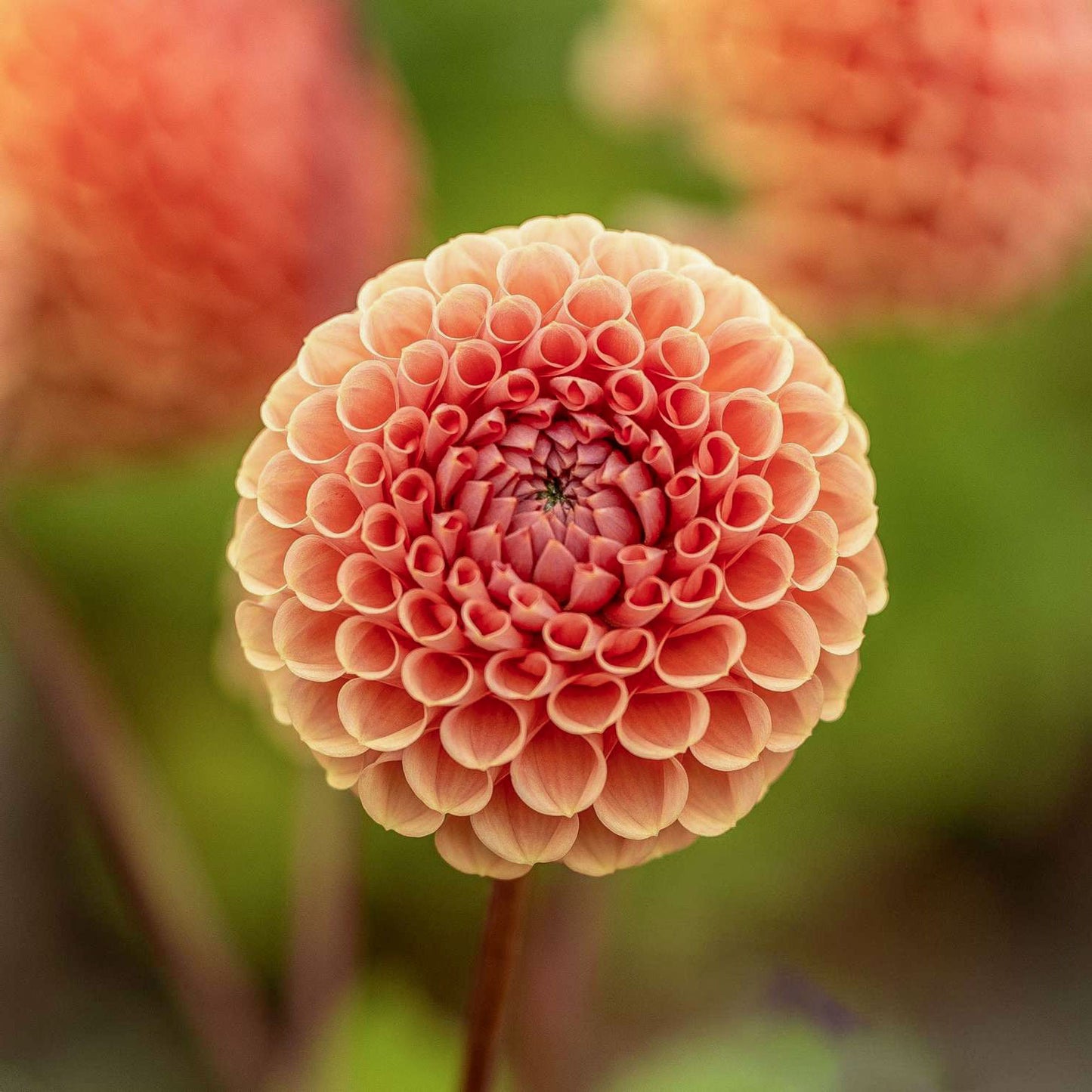 Dahlia 'Cornel Brons'