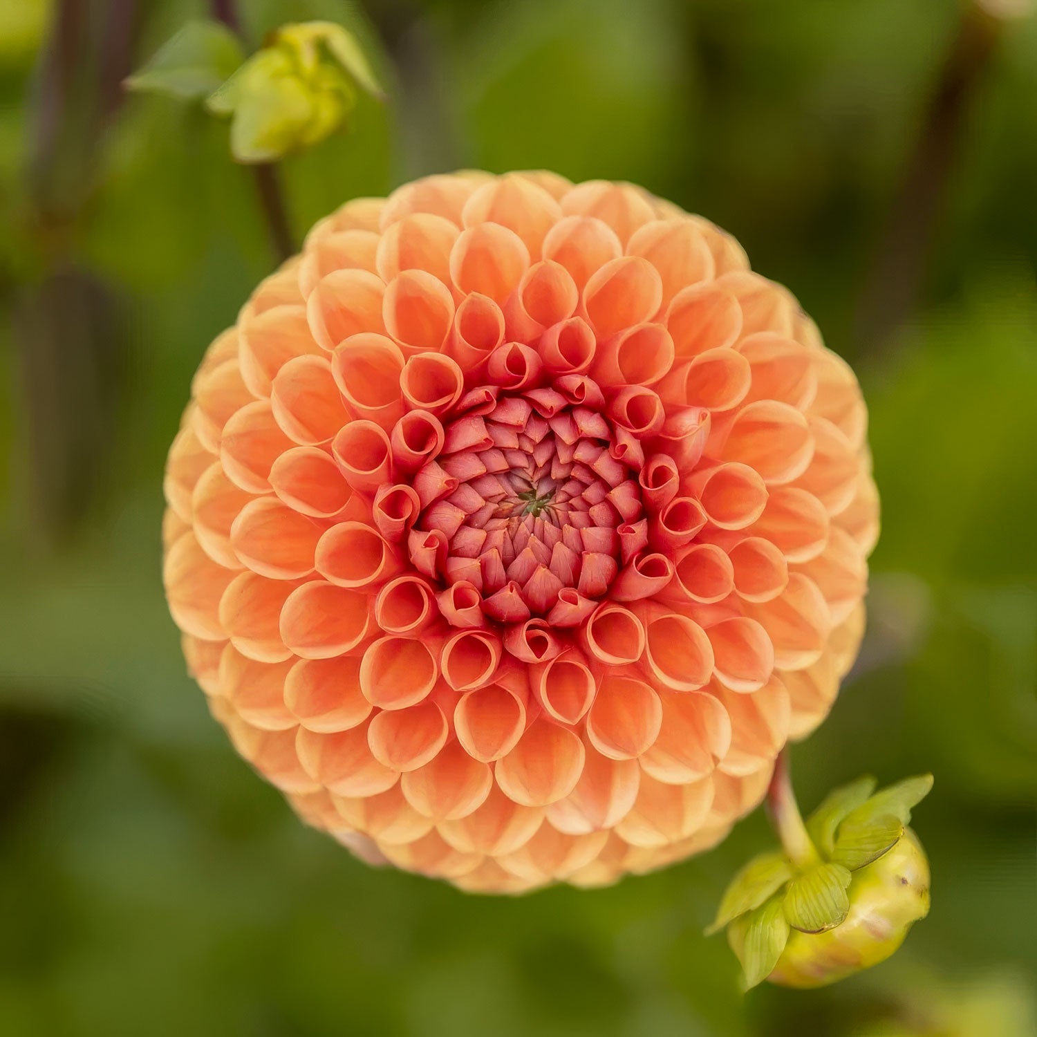 Dahlia 'Cornel Brons'