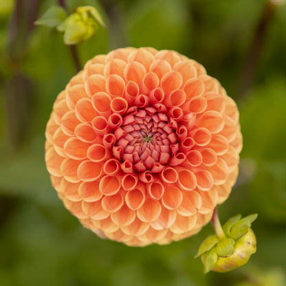 Dahlia 'Cornel Brons'