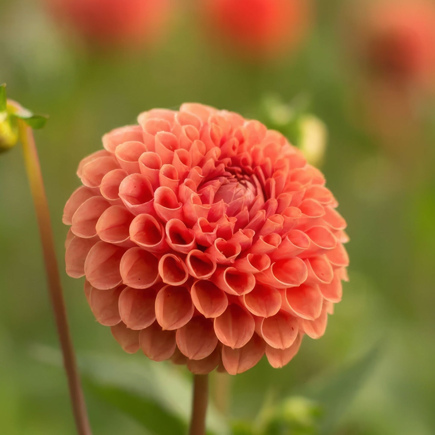 Dahlia 'Cornel Brons'