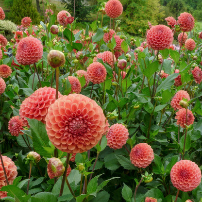 Dahlia 'Cornel Brons'