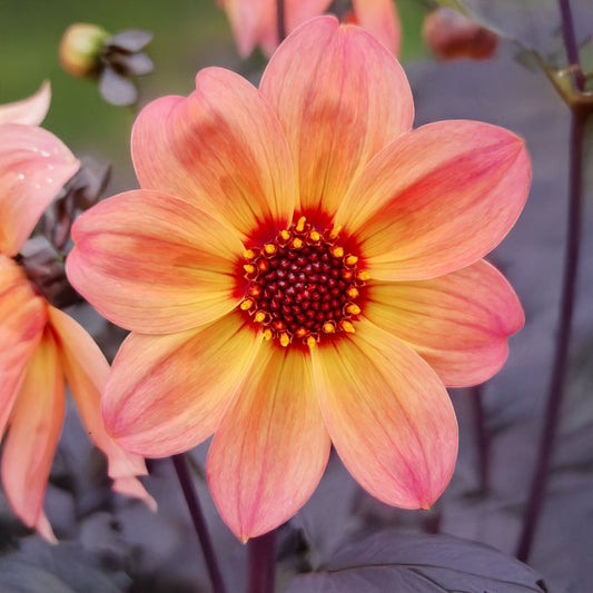 Dahlia ‘Dreamy Fantasy’