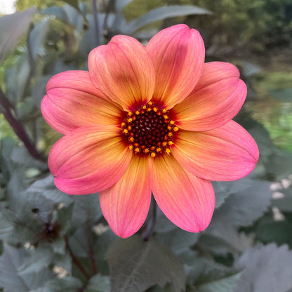 Dahlia ‘Dreamy Fantasy’