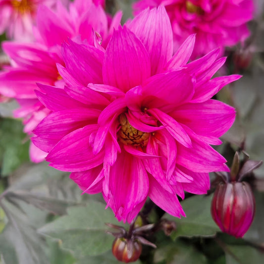 Dahlia 'Dreamy Kiss'
