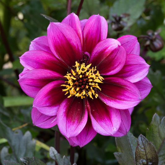 Dahlia 'Dreamy Nights'