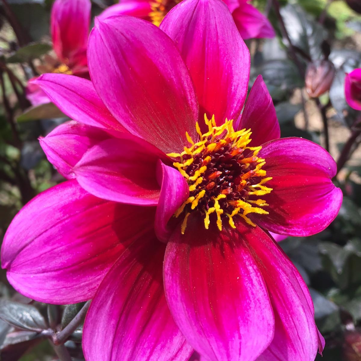 Dahlia 'Dreamy Nights'