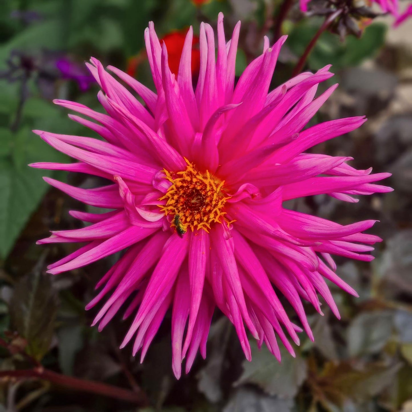 Dahlia 'Electro Pink'