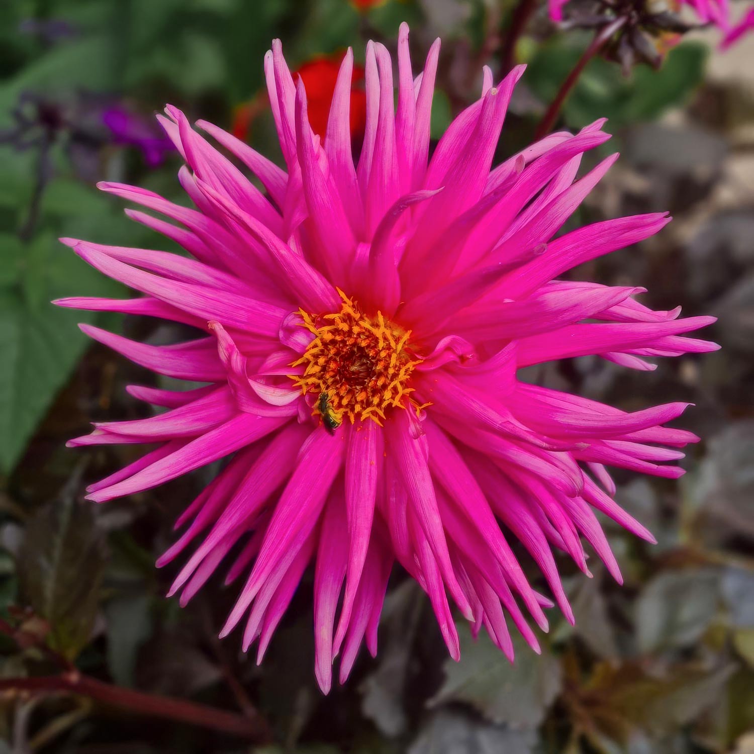 Dahlia 'Electro Pink'