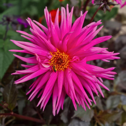 Dahlia 'Electro Pink'