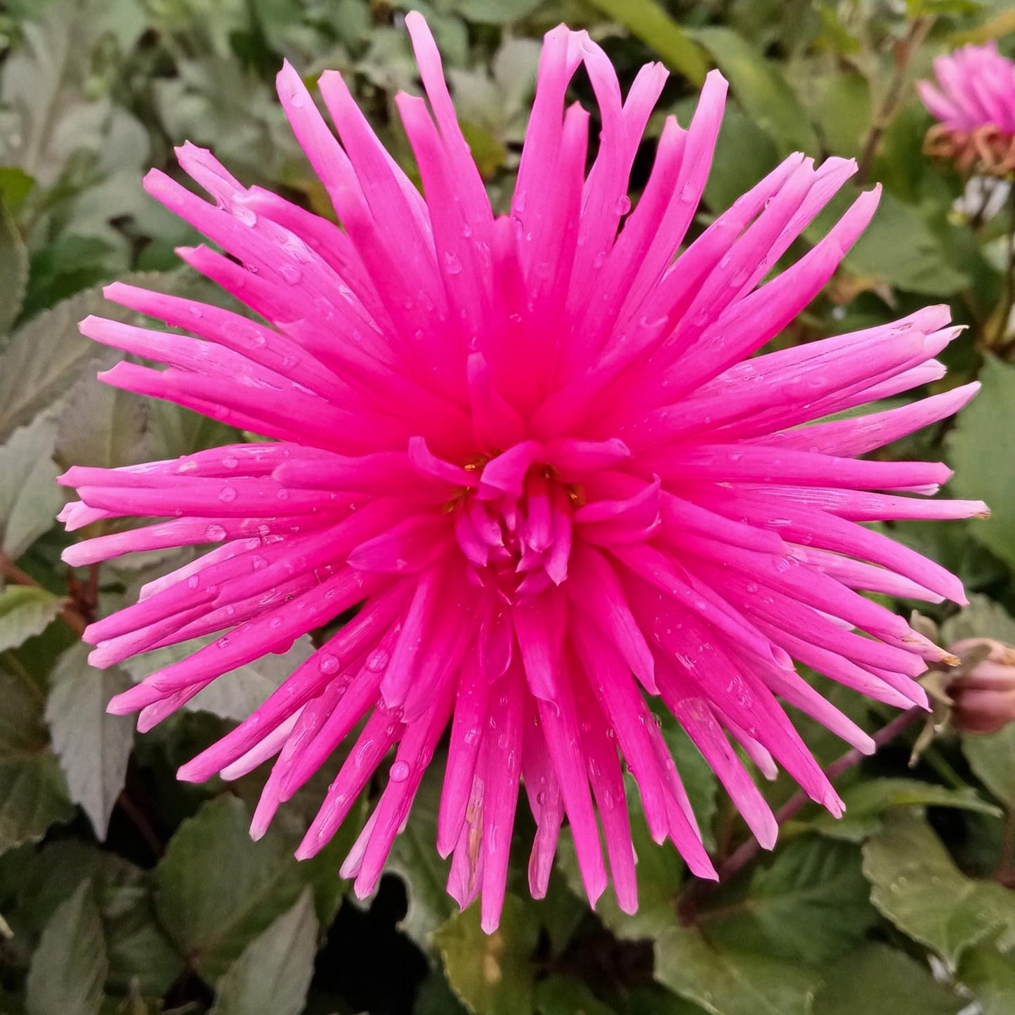 Dahlia 'Electro Pink'